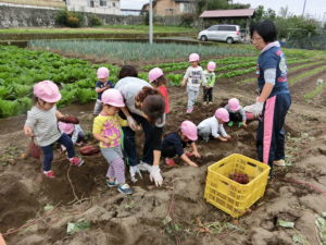 ももぐみ芋掘り